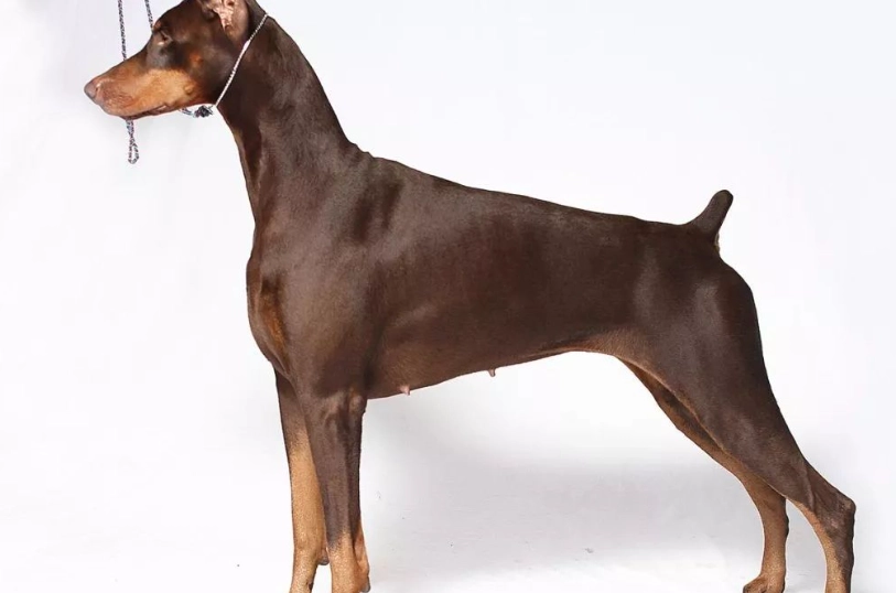 杜賓犬標準身高 杜賓犬標準身高