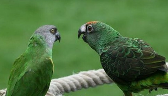 小賈丁鸚鵡價格