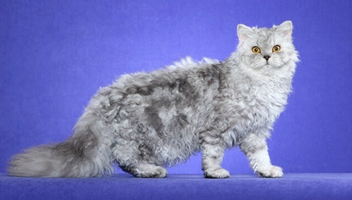 塞爾凱克貓掉毛原因