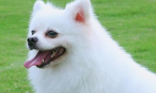 大型博美犬健康