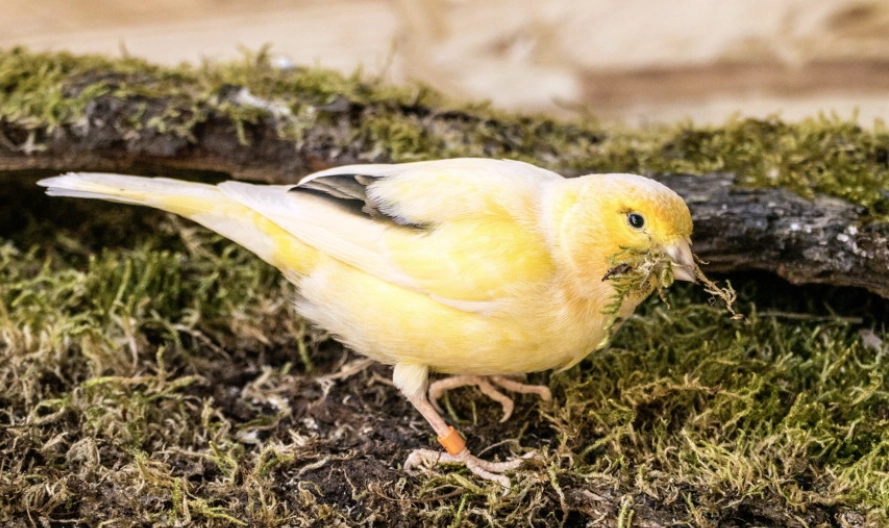 野生金絲雀 飼養