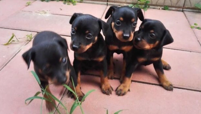 迷你杜賓犬缺點 迷你杜賓犬缺點