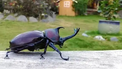 獨角仙飼養壽命