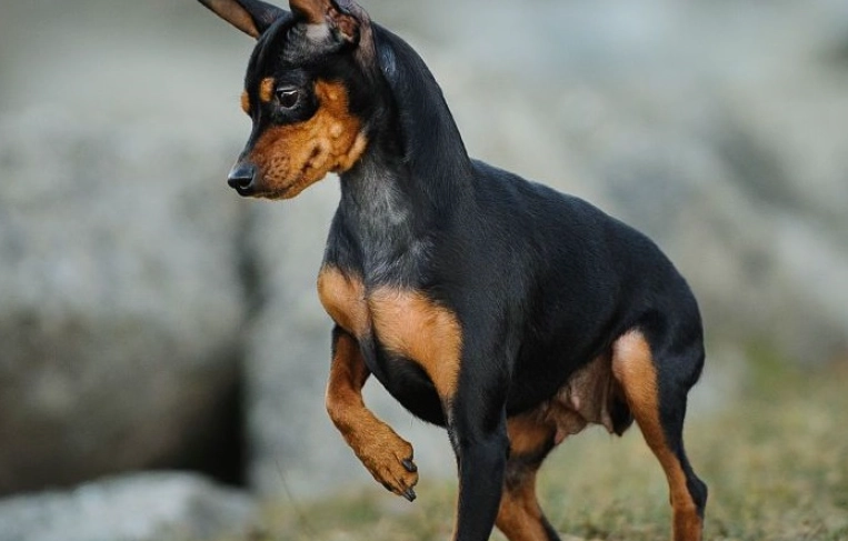 迷你杜賓優缺點