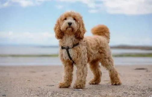 可卡布飼養技巧