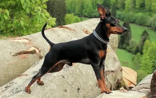 迷你杜賓優缺點