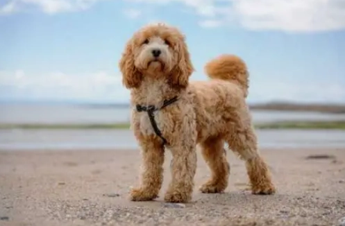 台灣犬隻領養 台灣犬隻領養