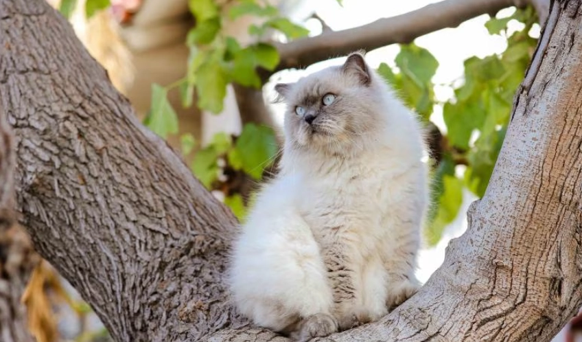 喜馬拉雅貓平均壽命