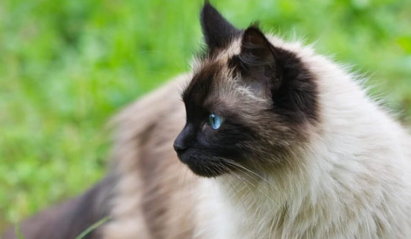 喜馬拉雅貓毛色變化