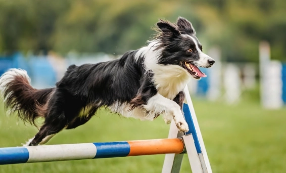 邊境牧羊犬尺寸