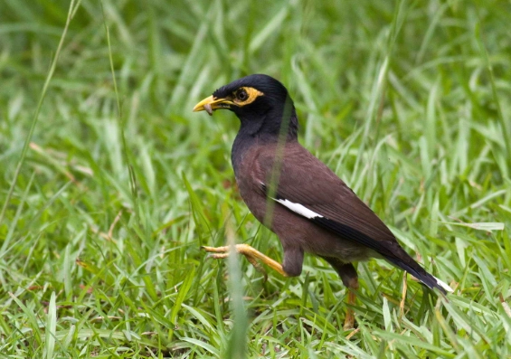 家八哥飼養壽命