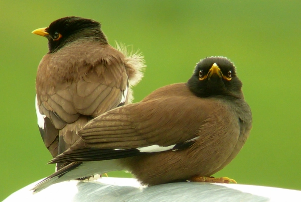 家八哥飼養壽命