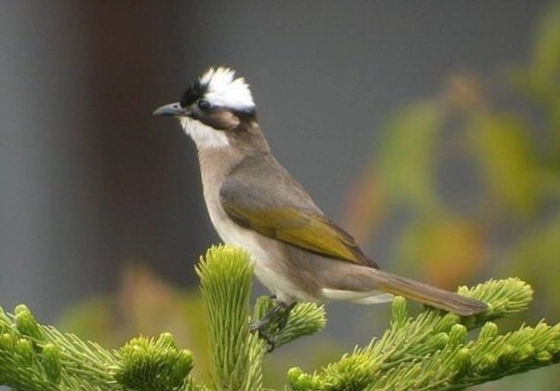 台灣白頭翁叫聲