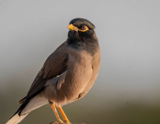八哥模仿聲音練習