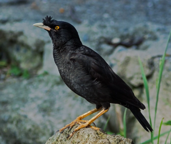 八哥鳥聲音特徵