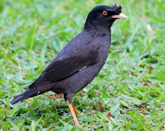 八哥鳥叫聲錄音