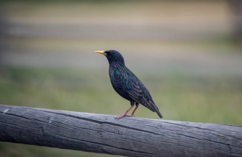 八哥鳥叫聲意思