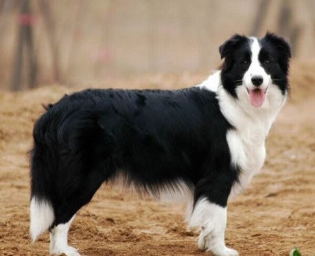 邊境牧羊犬生長標準