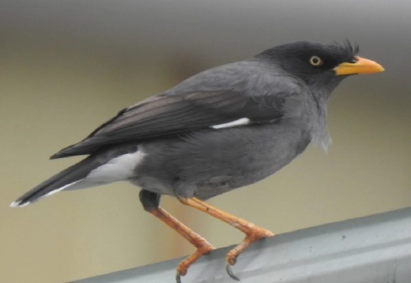 鳥類求偶聲音識別