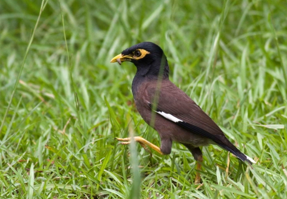 八哥鳥品種介紹