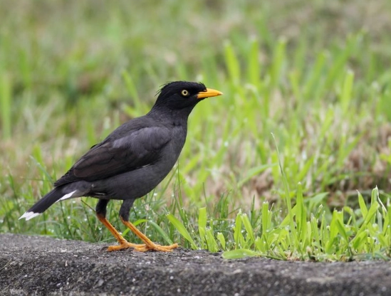冠八哥聲音辨識