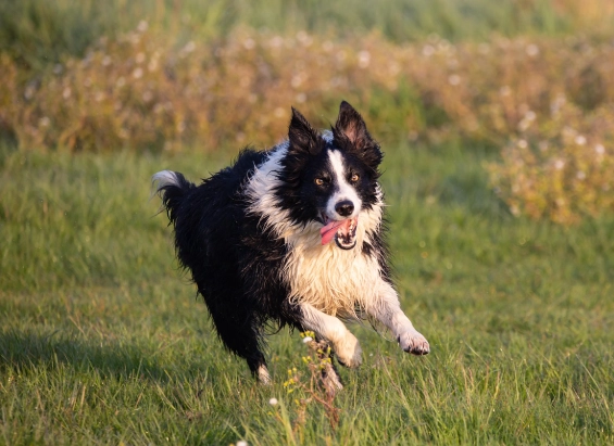 邊境牧羊犬尺寸