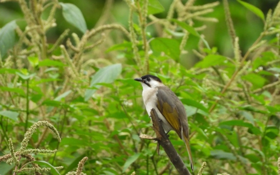 台灣白頭翁叫聲