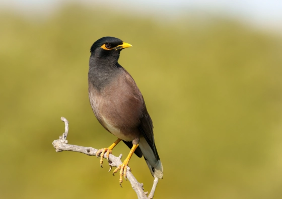 家八哥平均壽命