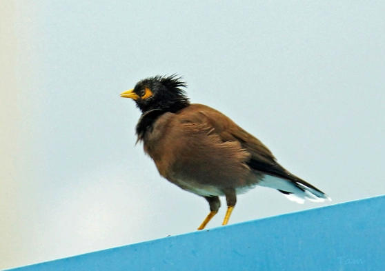 家八哥平均壽命