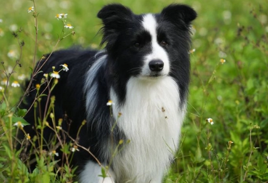 邊境牧羊犬尺寸