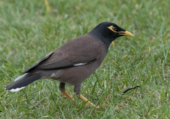 八哥鳥品種介紹