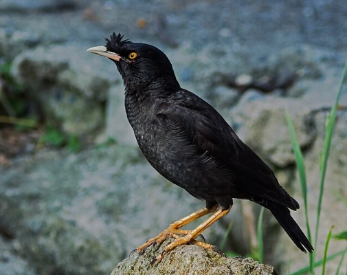 冠八哥聲音辨識