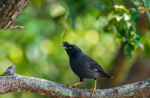 八哥鳥叫聲錄音