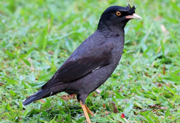 冠八哥聲音辨識