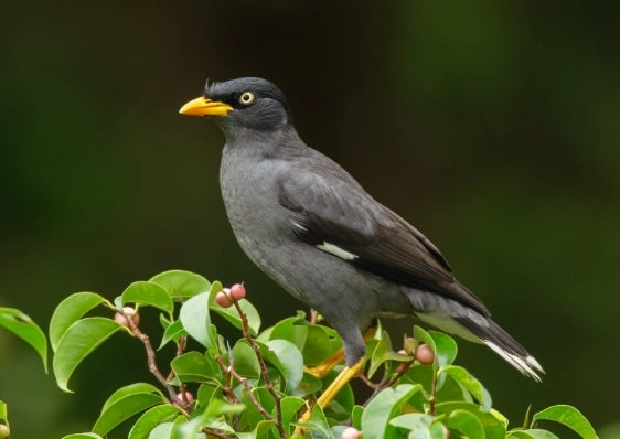 八哥鳥訓練方法 八哥鳥訓練方法