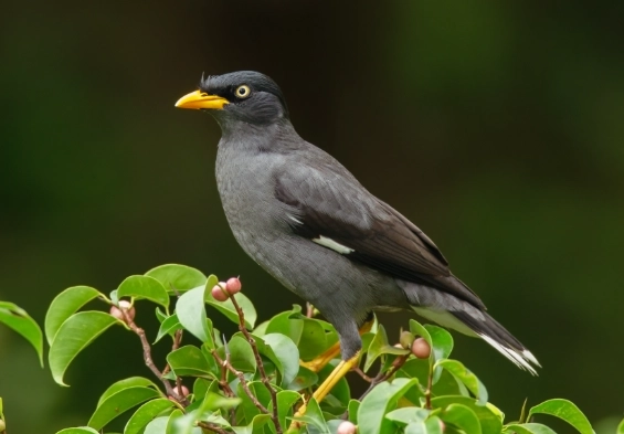 鳥類求偶聲音識別