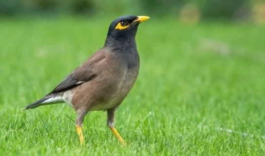 八哥鳥聲音特徵