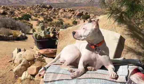 白色比特犬飼養全攻略：特性、健康問題與訓練技巧一次看懂