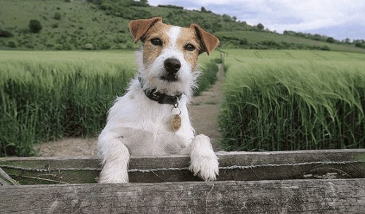 傑克羅素梗缺點全解析：飼養前必知的挑戰與應對指南
