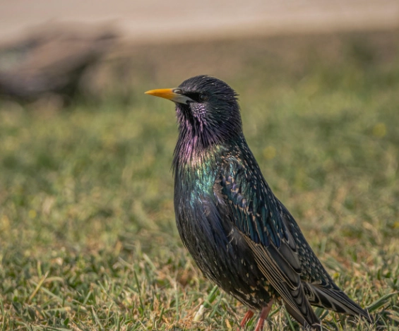 八哥叫聲意思全解析：聽懂你的八哥鳥在說什麼