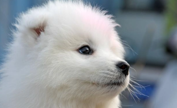 薩摩耶犬聰明嗎