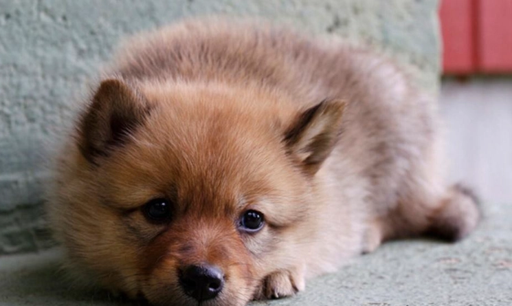 狐狸與狗的不同