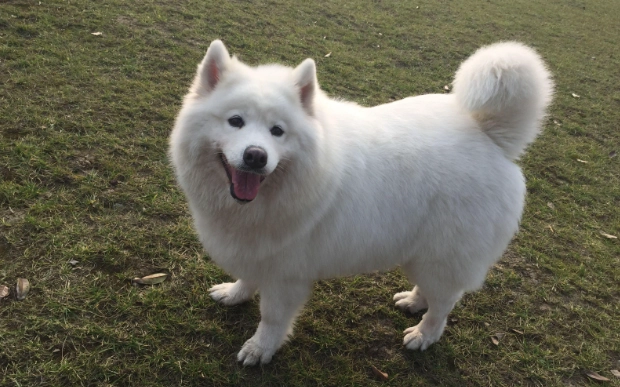 薩摩耶犬飼養注意事項