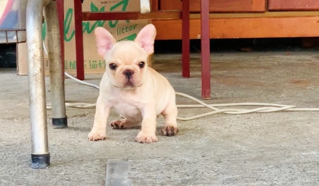 比特犬法國鬥牛犬 比特犬法國鬥牛犬