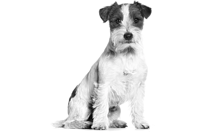 傑克羅素梗飼養困難