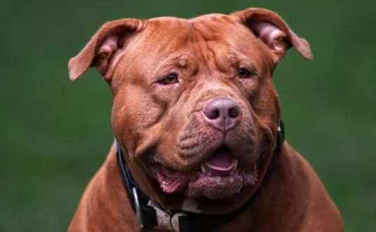 比特犬品種特性