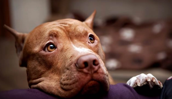 比特犬行為問題