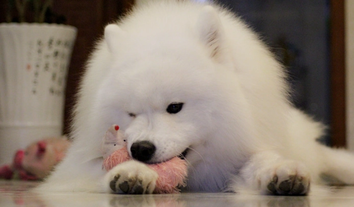 薩摩耶犬聰明嗎