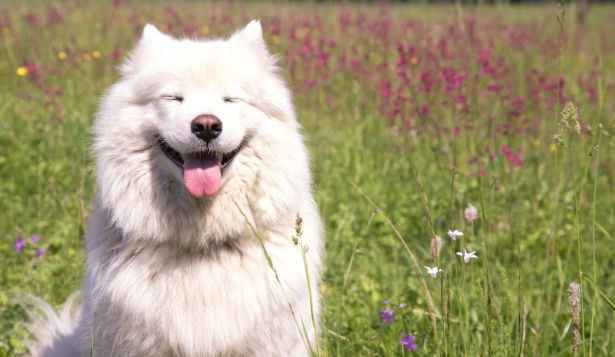薩摩耶犬認養注意事項 薩摩耶犬認養注意事項