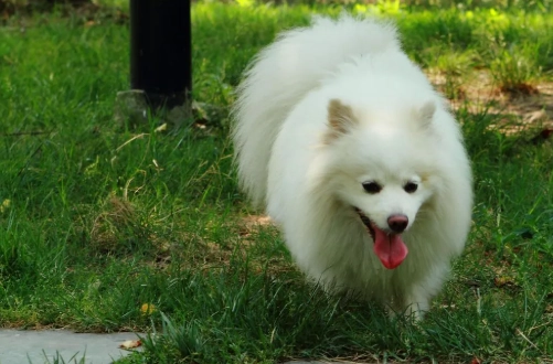 狐狸與狗的不同